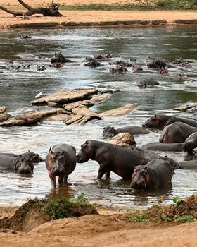 Photo of Hippos at Garamba National Park