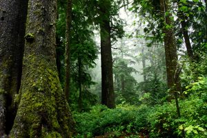 Old growth forest, Oregon